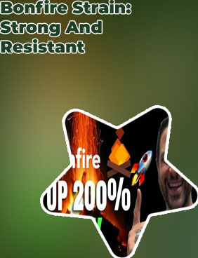 Bon fire crypto